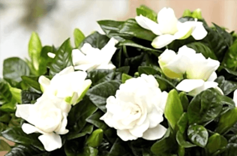 Gardenya Çiçeği Bakımı