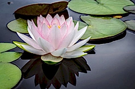 Lotus Çiçeğinin Anlamı